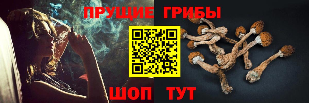 Псилоцибиновые грибы Psilocybe Карабулак